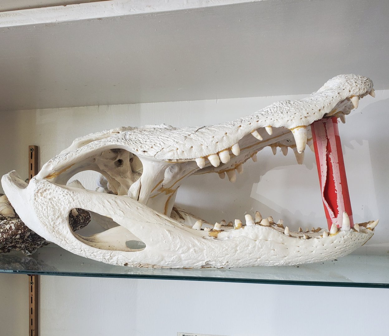 Reptile World Serpentarium - Gator skull