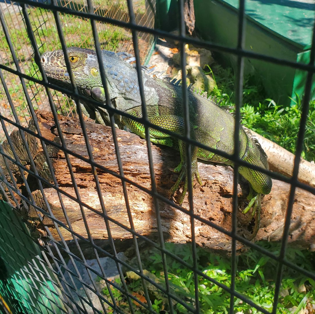 Reptile World Serpentarium - Green Iguana