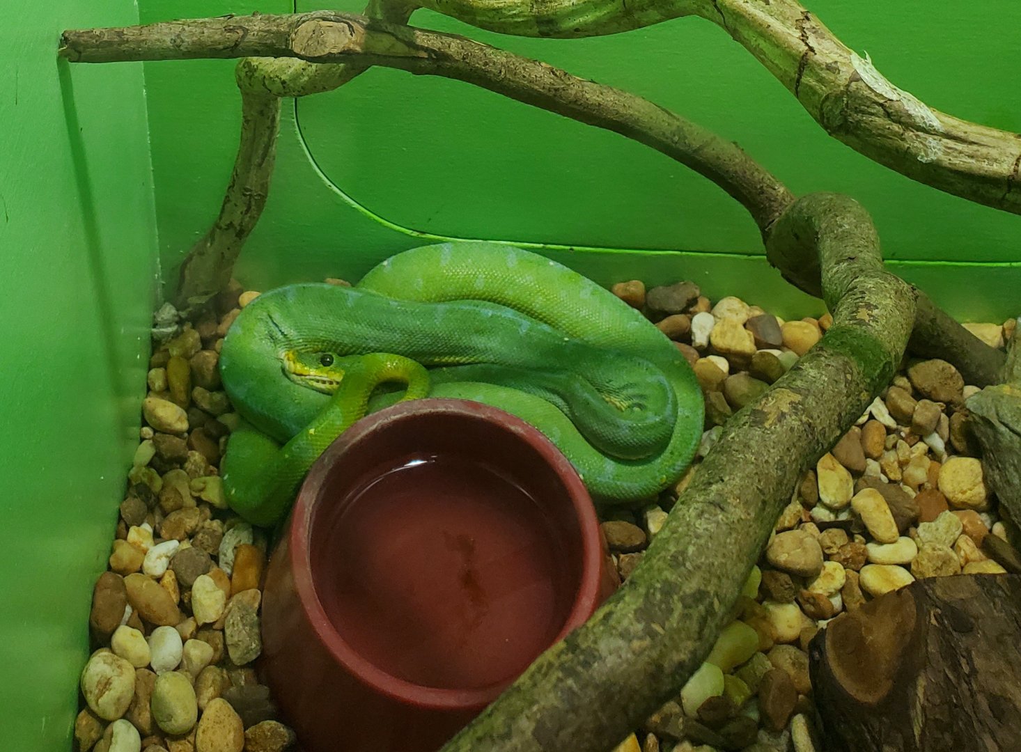 Reptile World Serpentarium - Green Tree Python