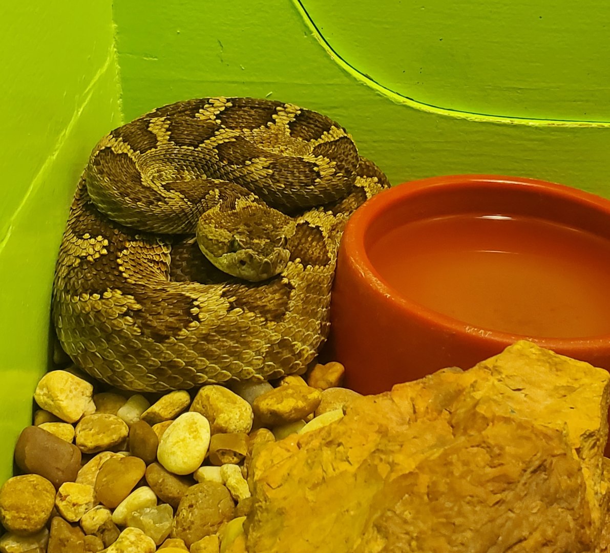 Reptile World Serpentarium - Oregon Rattlesnake