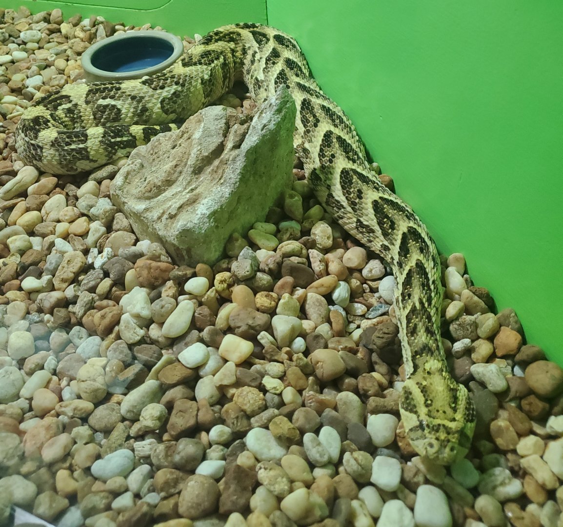 Reptile World Serpentarium - Puff Adder