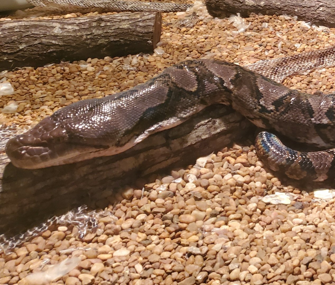 Reptile World Serpentarium - Reticulated Python closeup
