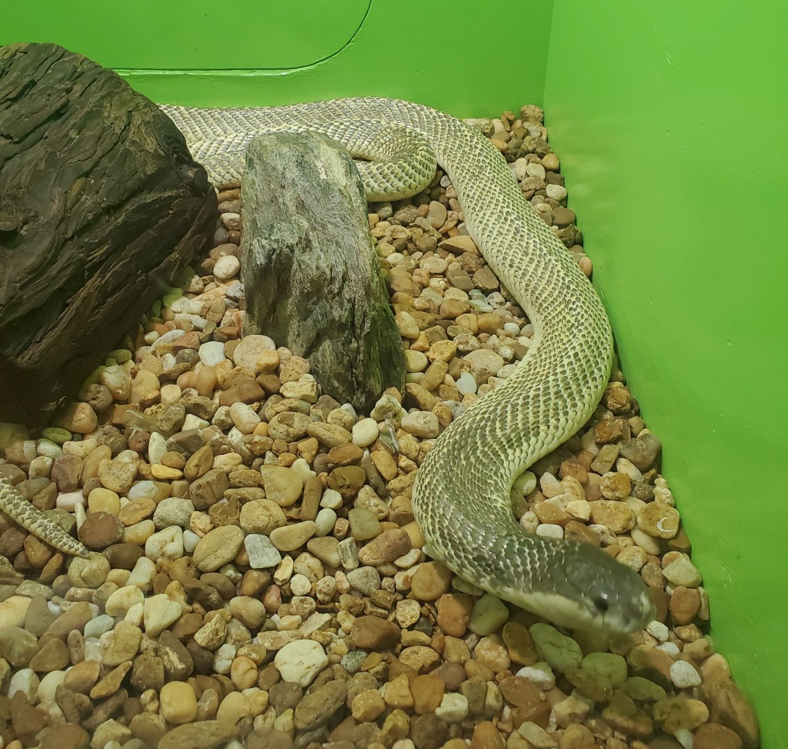 Reptile World Serpentarium - Suphan Cobra