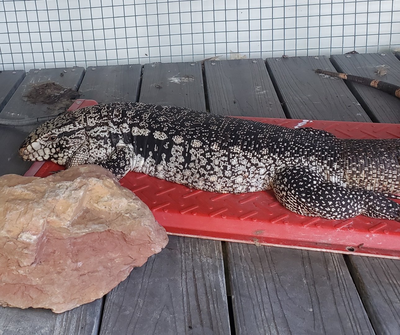Reptile World Serpentarium - Tegu