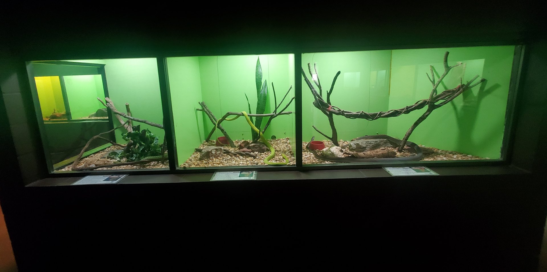 Reptile World Serpentarium - Three Mambas