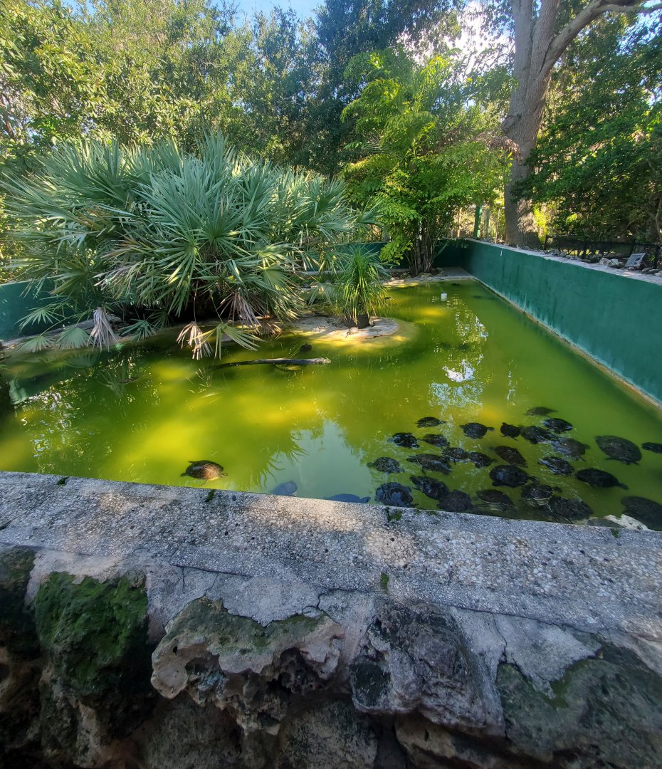 Reptile World Serpentarium - Turtle pool