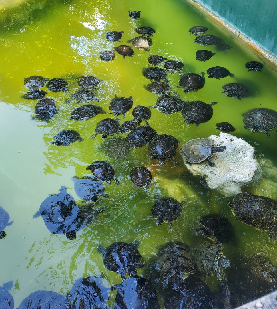 Reptile World Serpentarium - Turtle pool