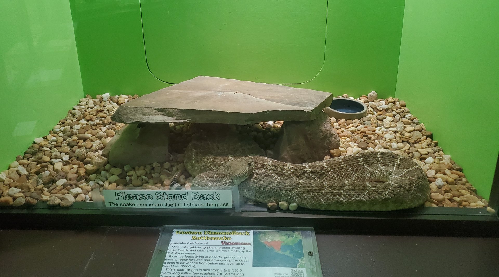 Reptile World Serpentarium - Western Diamondback (with warning)