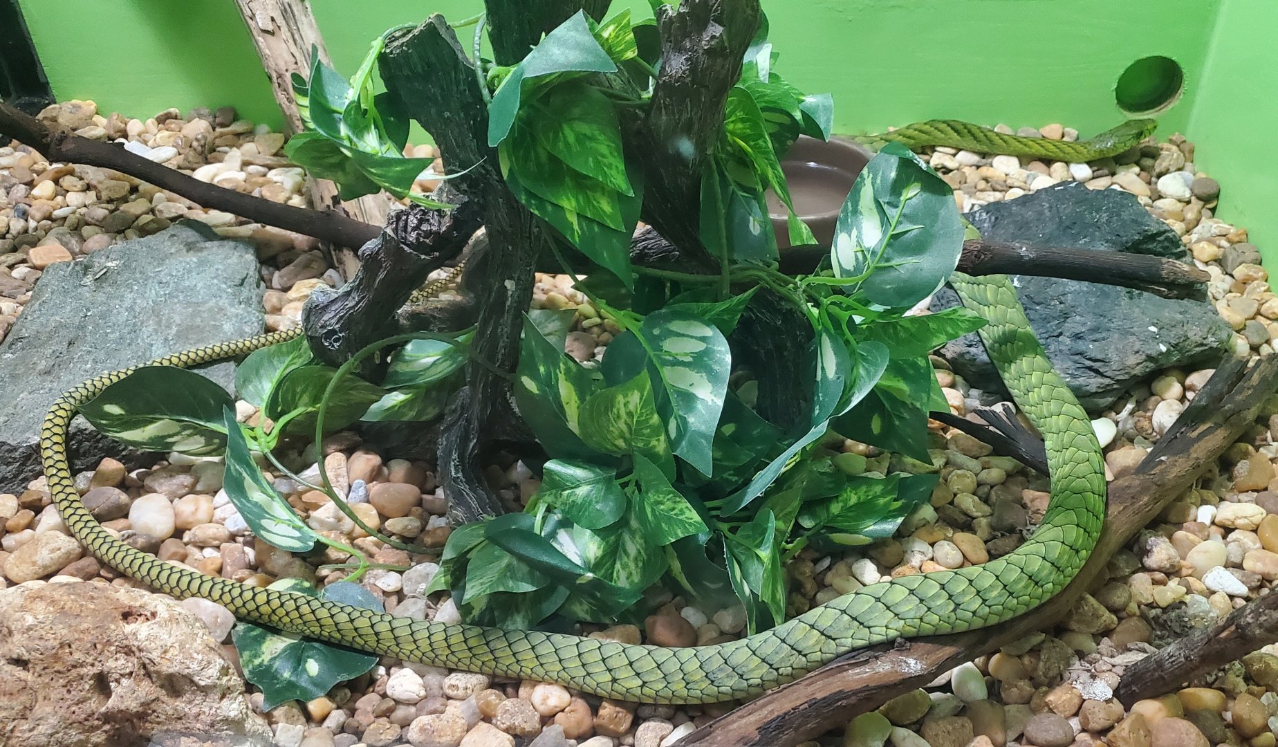 Reptile World Serpentarium - Western Green Mamba