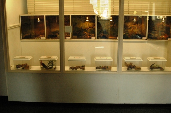 Reptile zoo Iguana in Vlissingen (NL) 'Nursery' 2008