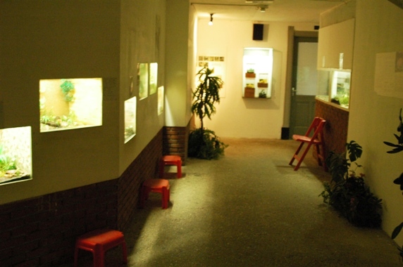 Reptile zoo Iguana in Vlissingen (NL) Salamanders, frogs & toads 2008