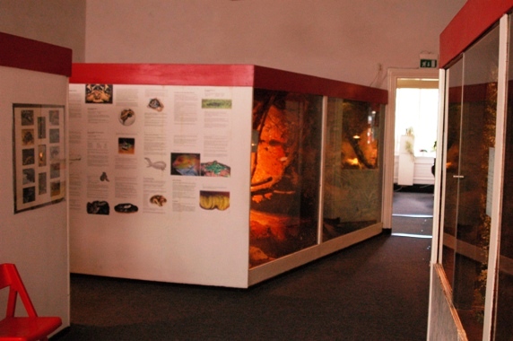 Reptile zoo Iguana in Vlissingen (NL) Snakes+Tupinambis 2008