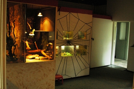 Reptile zoo Iguana in Vlissingen (NL) Spiders 2008