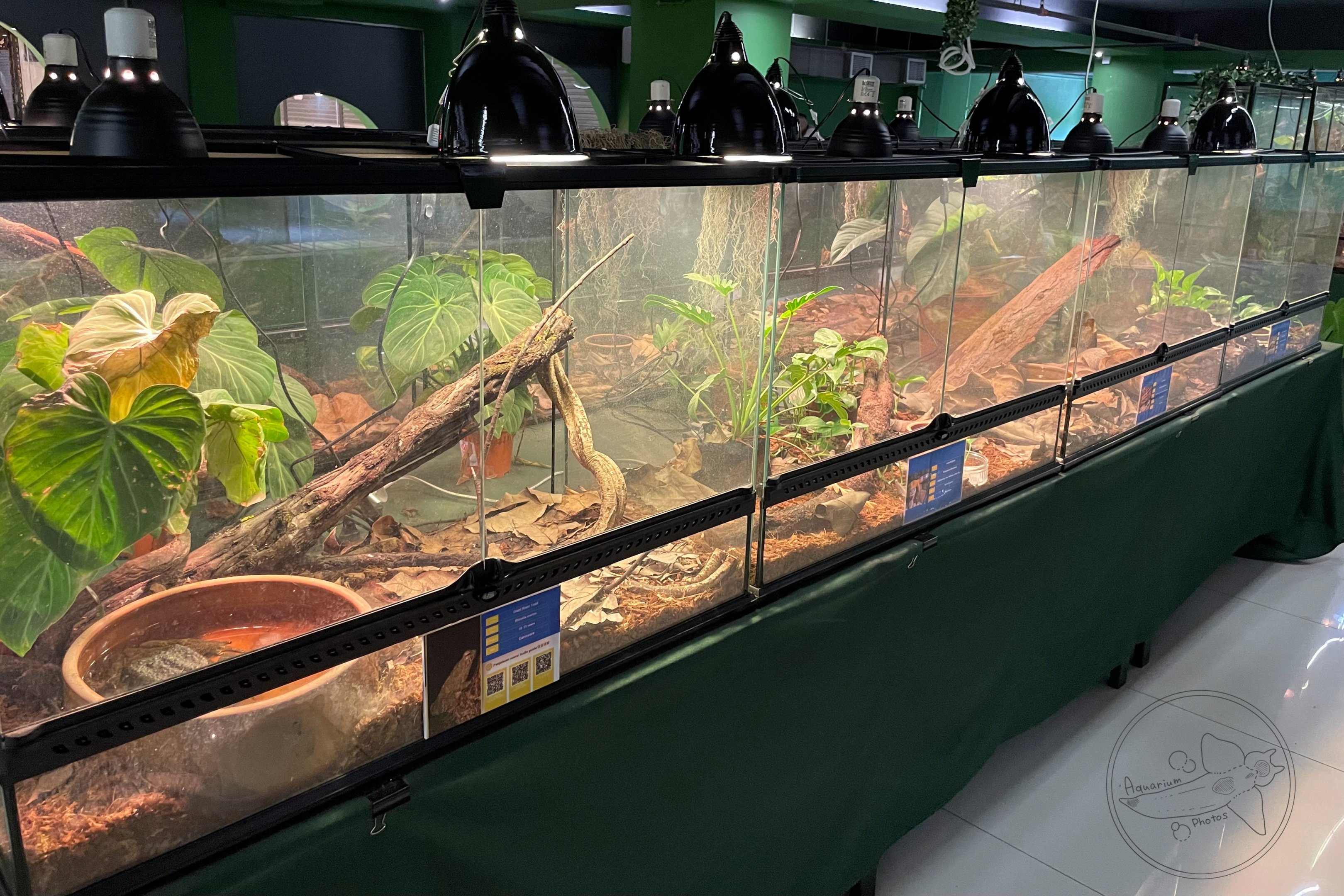 Reptiles / Amphibians Exhibit