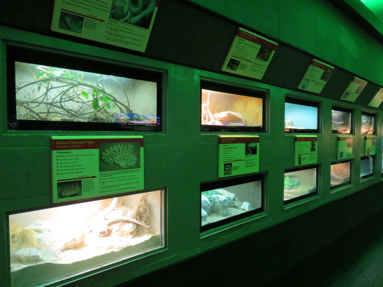 Reptiles and Amphibians - 1st Exhibit Hall