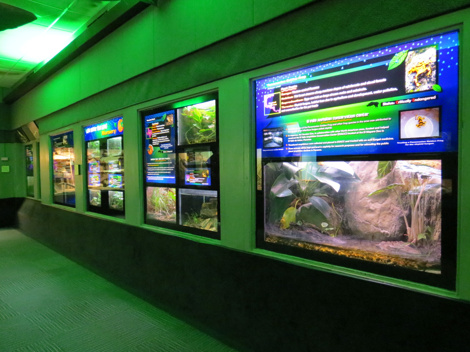 Reptiles and Amphibians - 1st Exhibit Hall