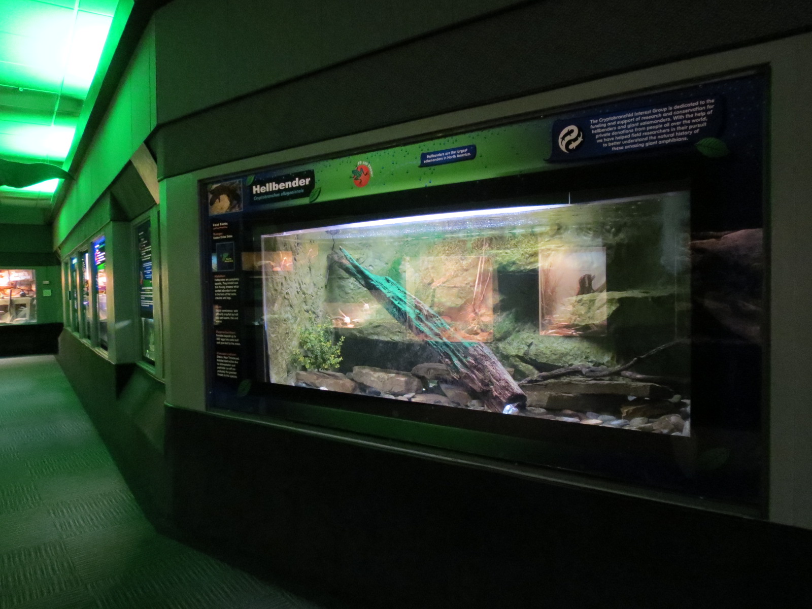 Reptiles and Amphibians - 1st Exhibit Hall