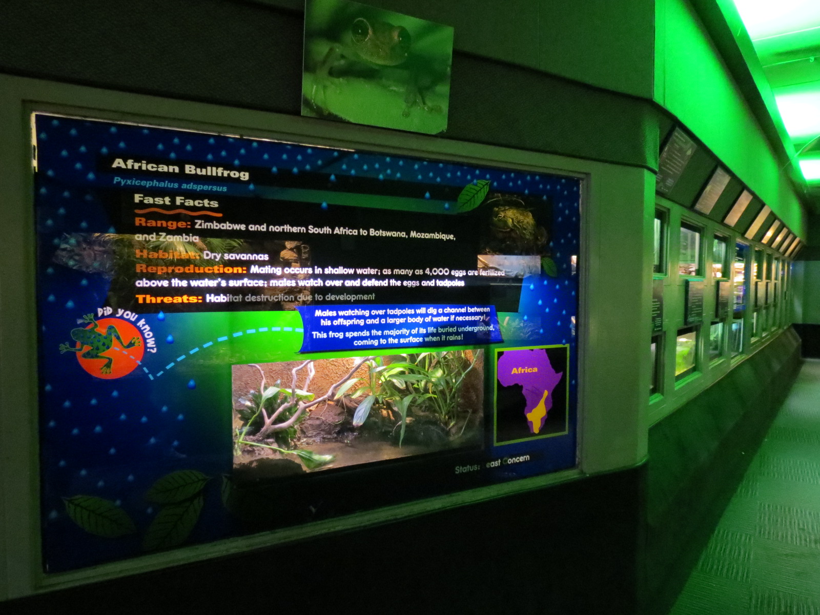 Reptiles and Amphibians - 2nd Exhibit Hall