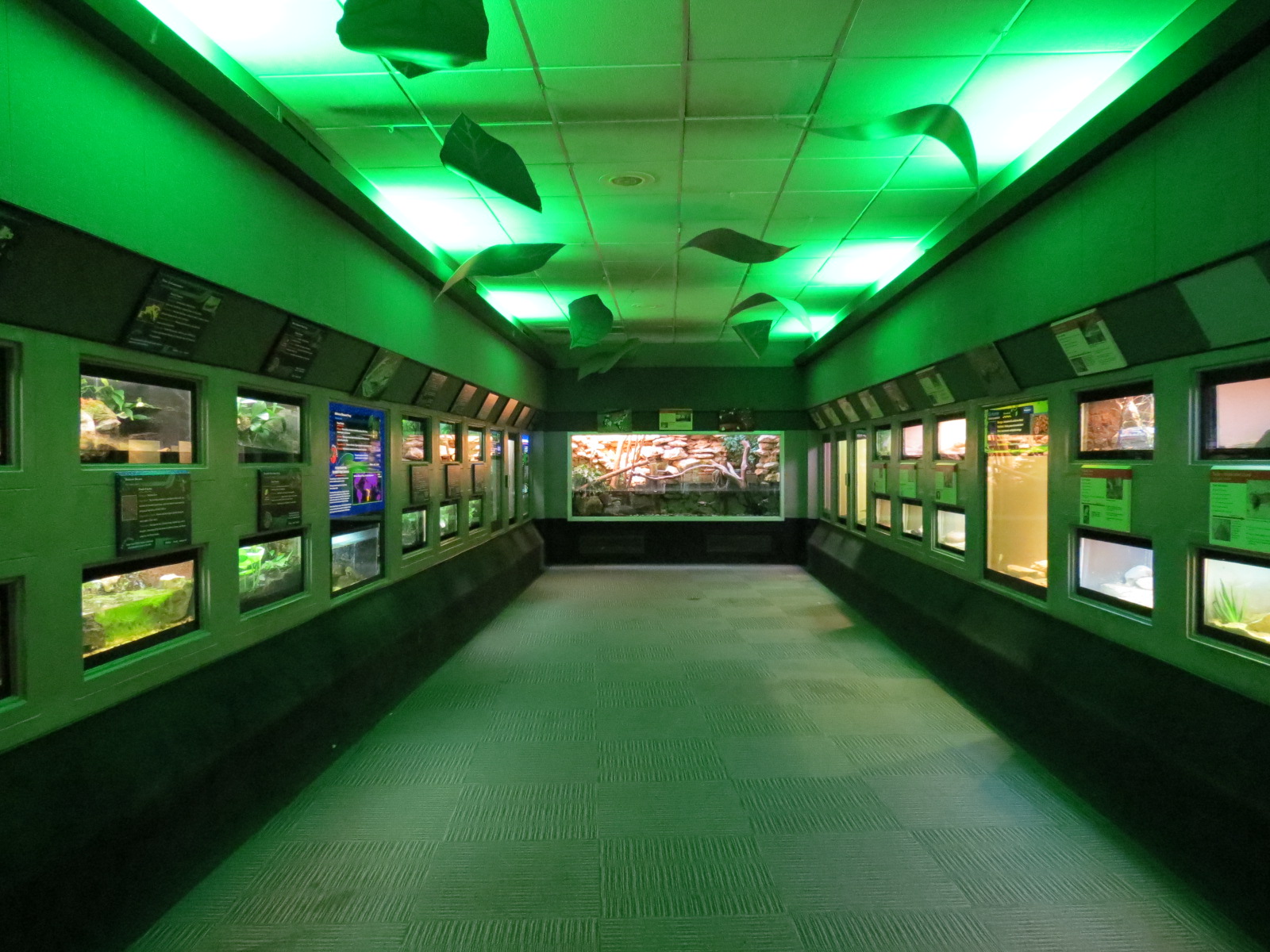 Reptiles and Amphibians - 2nd Exhibit Hall