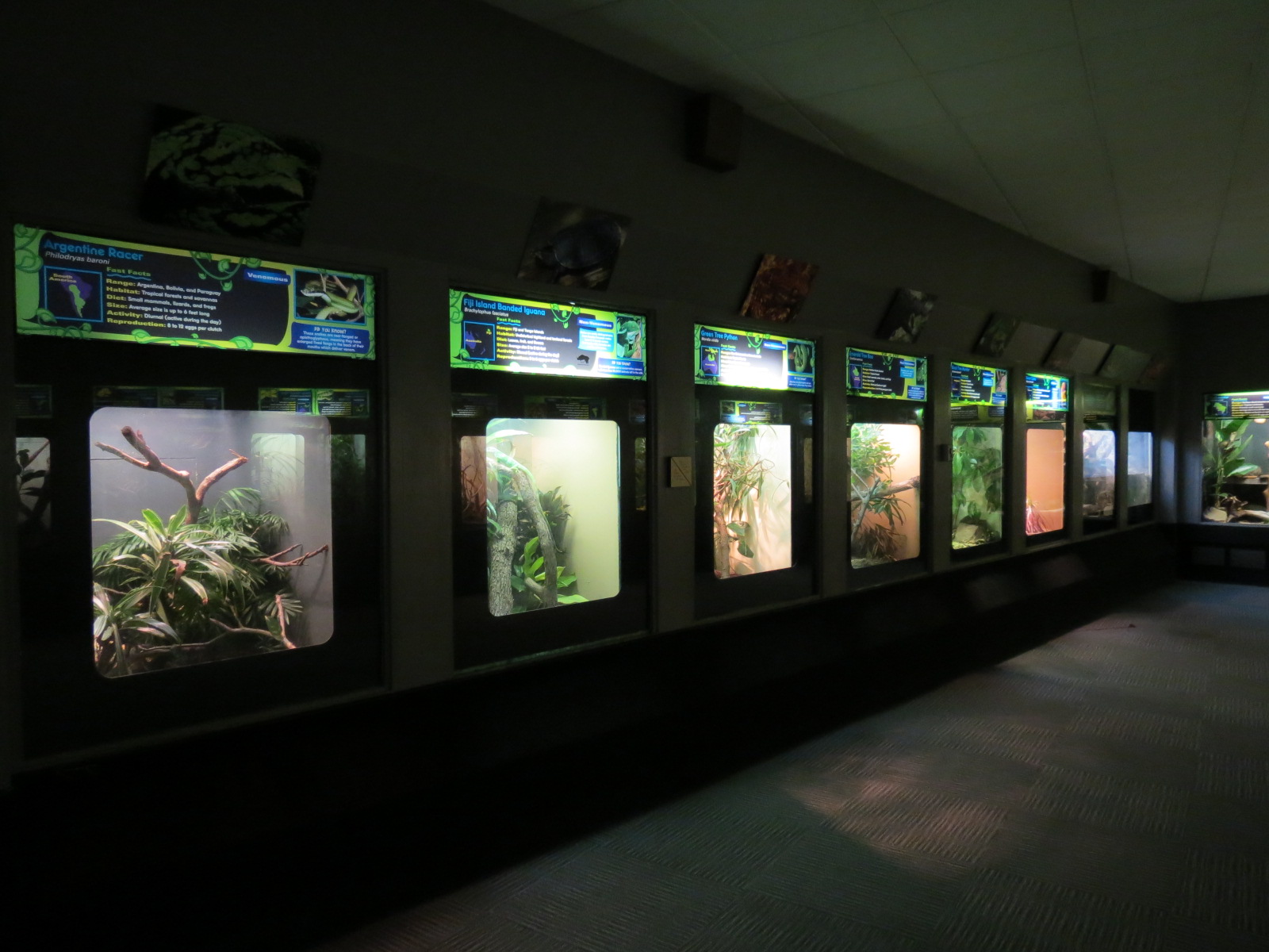 Reptiles and Amphibians - 3rd Exhibit Hall