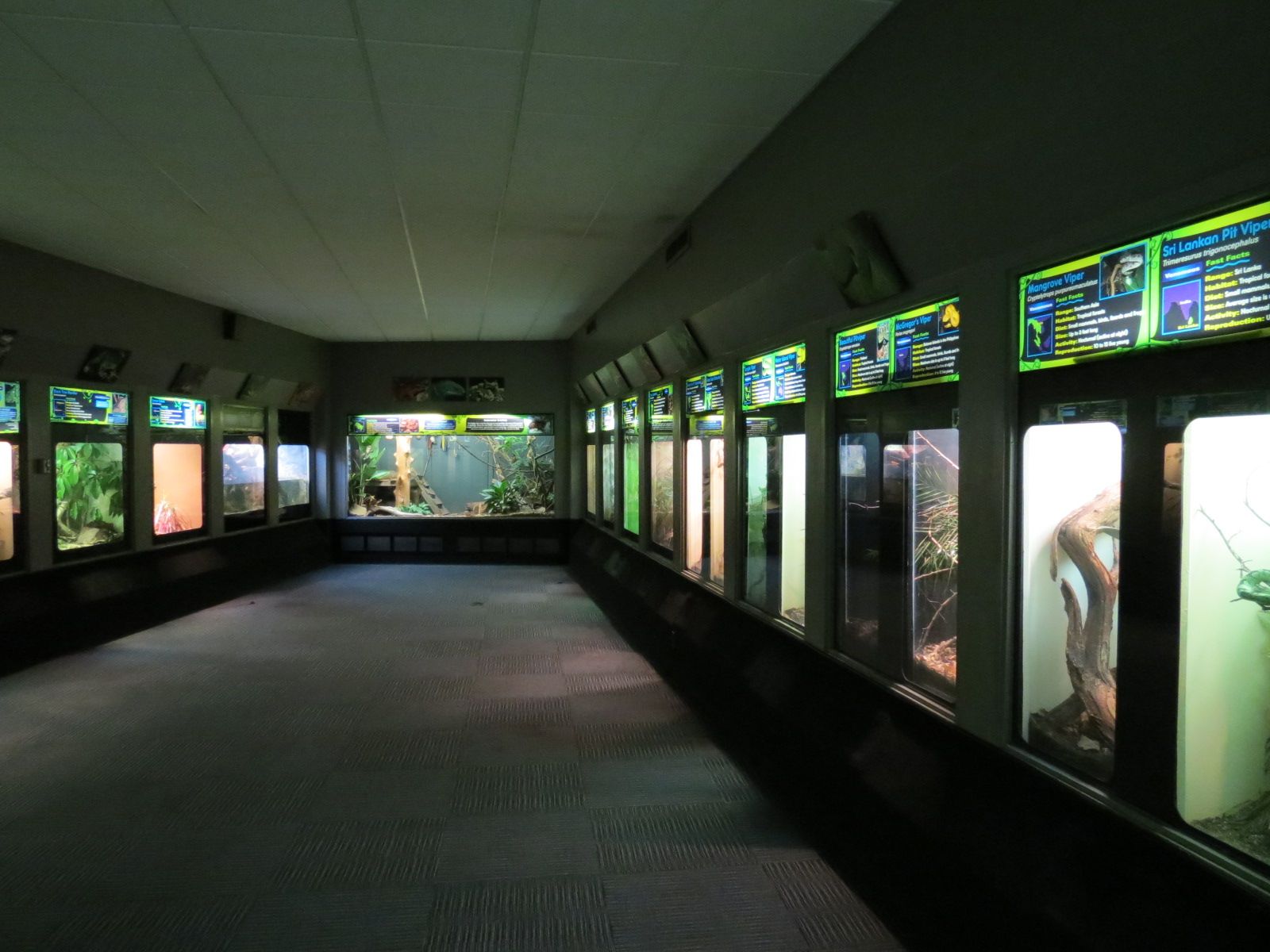 Reptiles and Amphibians - 3rd Exhibit Hall