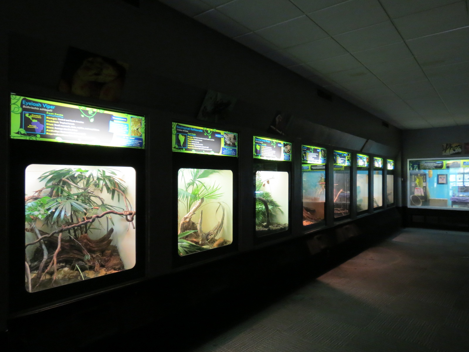 Reptiles and Amphibians - 4th Exhibit Hall