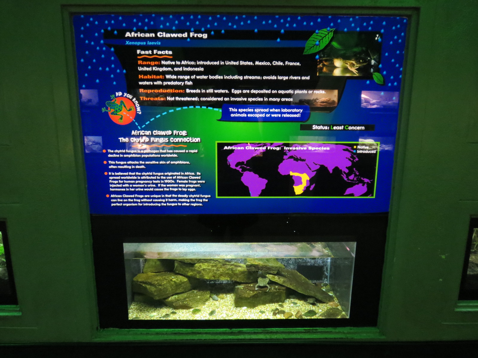Reptiles and Amphibians - African Clawed Frog Exhibit