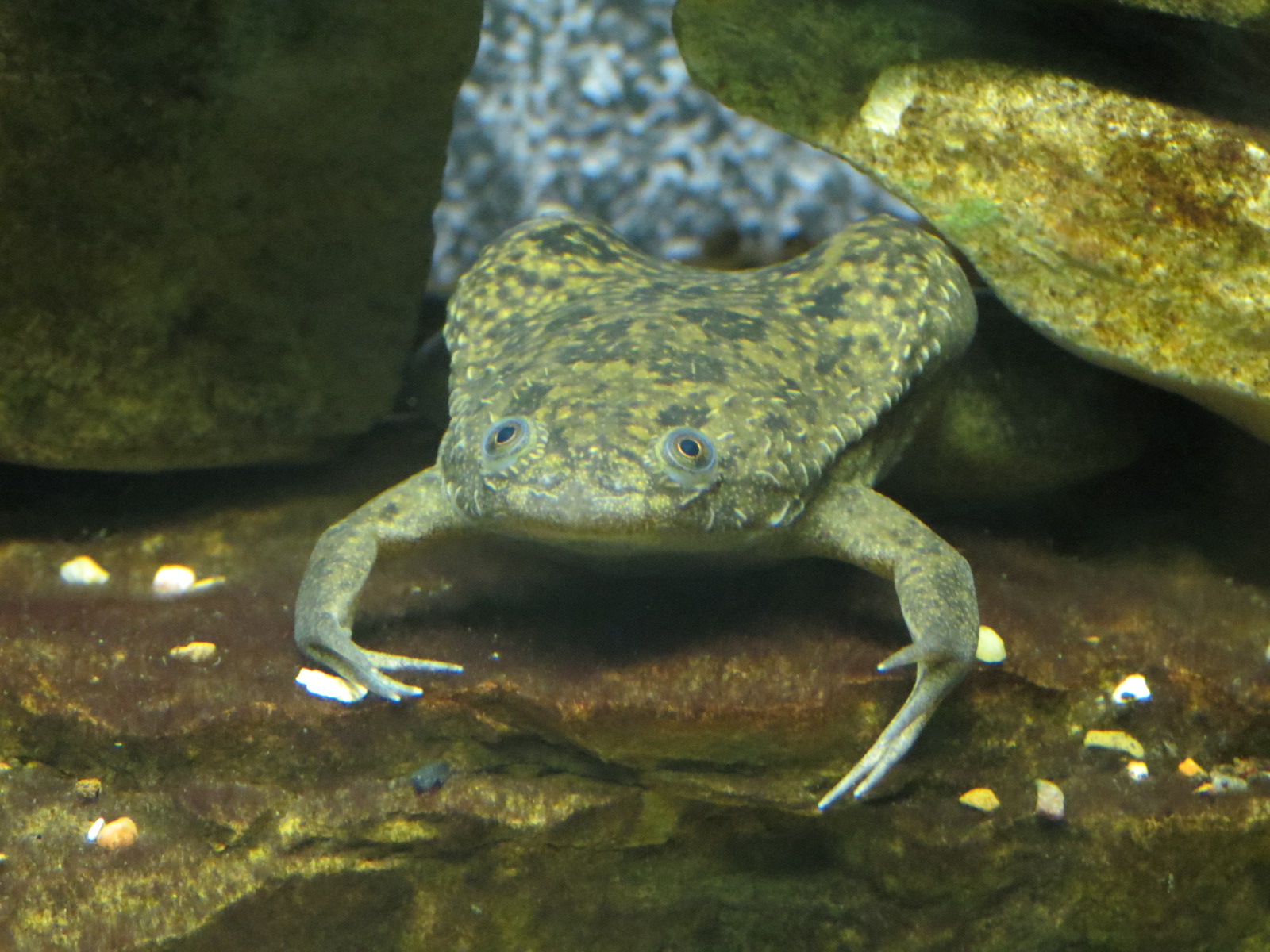 Reptiles and Amphibians - African Clawed Frog