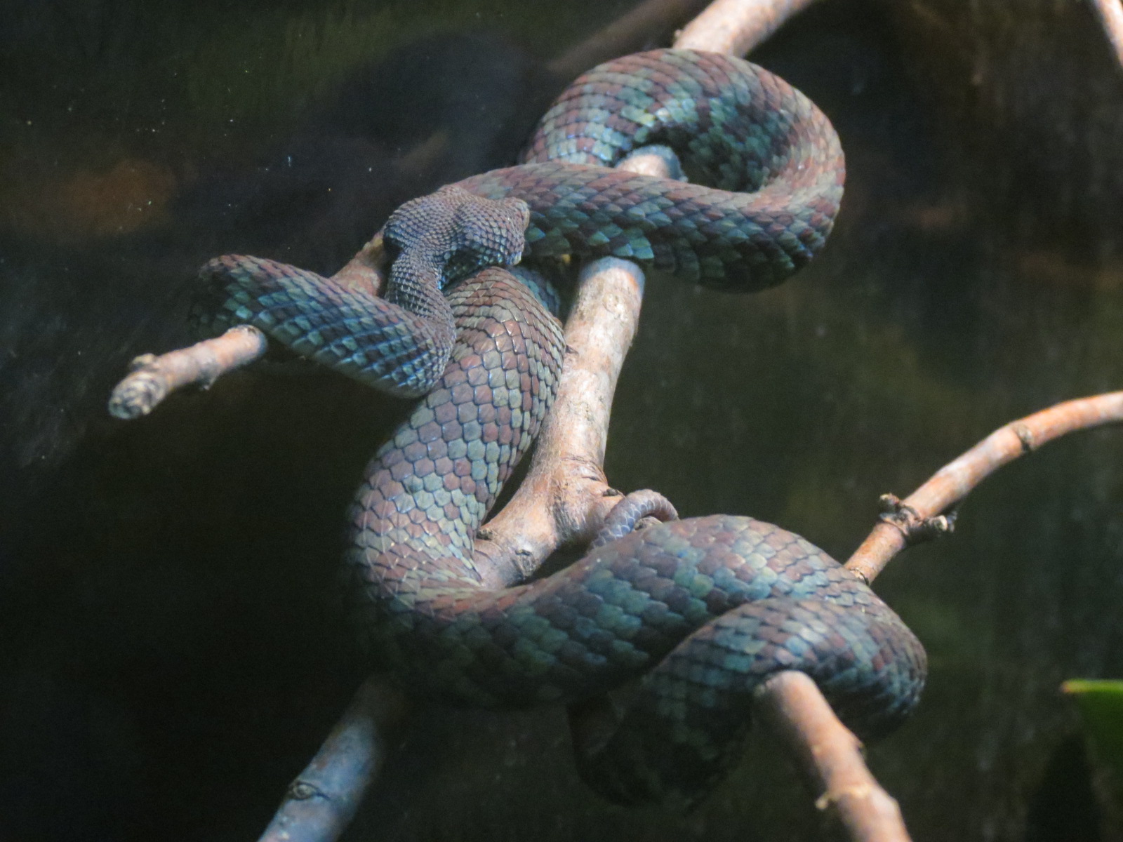 Reptiles and Amphibians - Beautiful Pit Viper