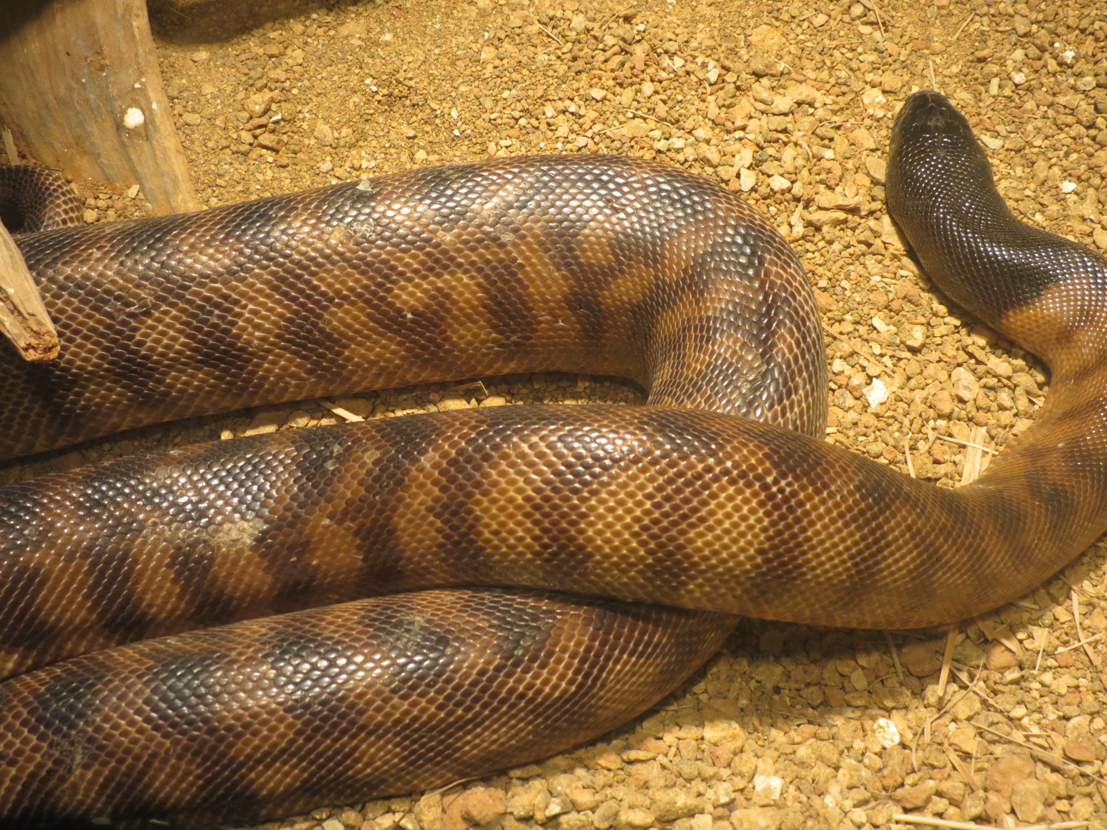 Reptiles and Amphibians - Black-headed Python