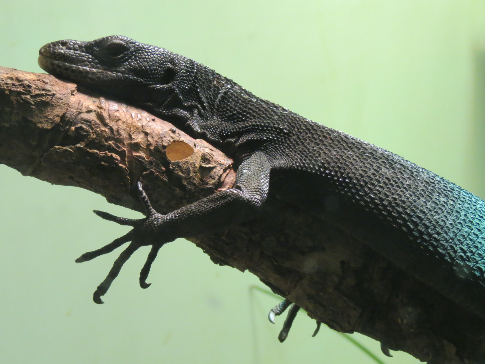 Reptiles and Amphibians - Black Tree Monitor