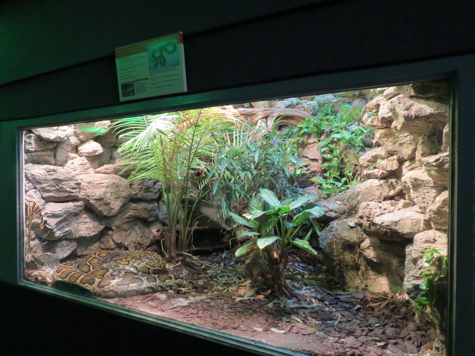 Reptiles and Amphibians - Burmese Python Exhibit