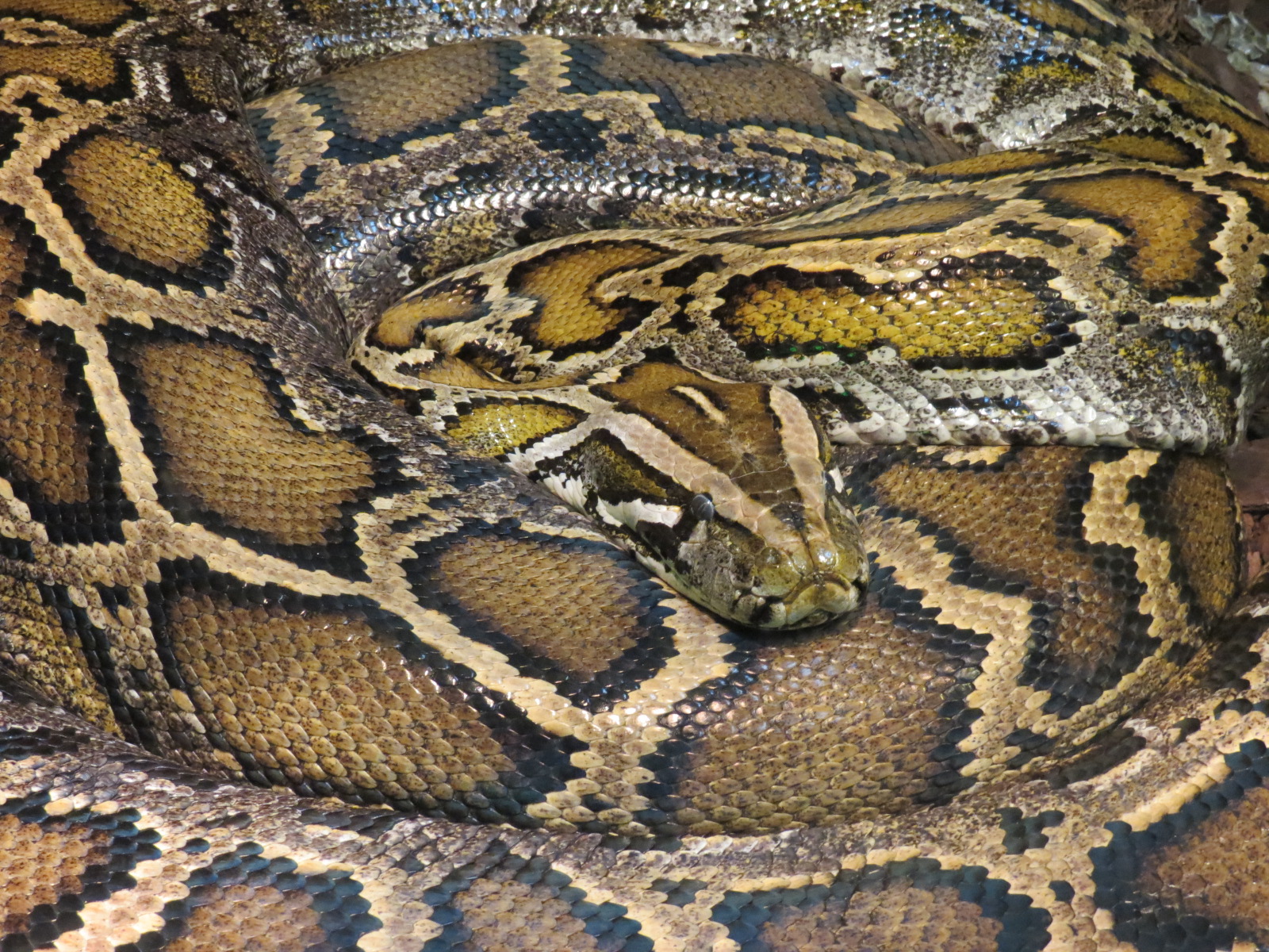Reptiles and Amphibians - Burmese Python