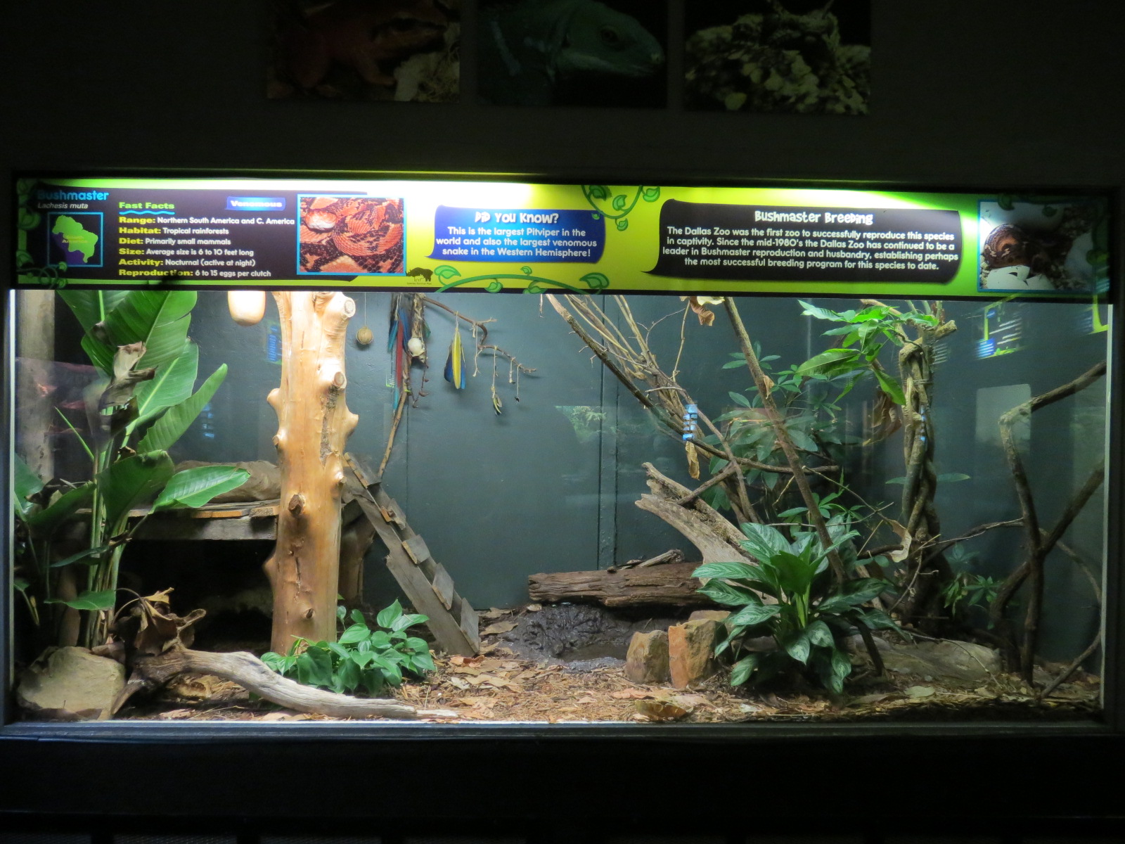 Reptiles and Amphibians - Bushmaster Exhibit