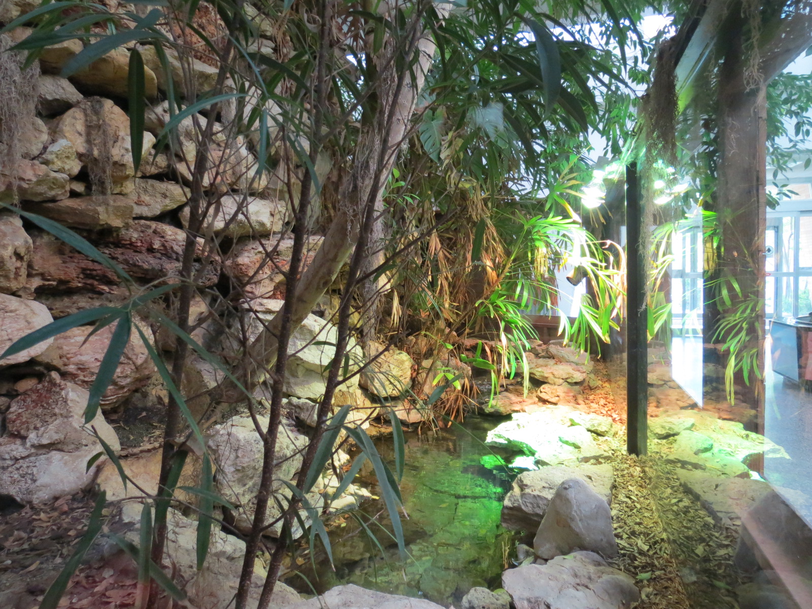 Reptiles and Amphibians - Chinese Alligator Exhibit