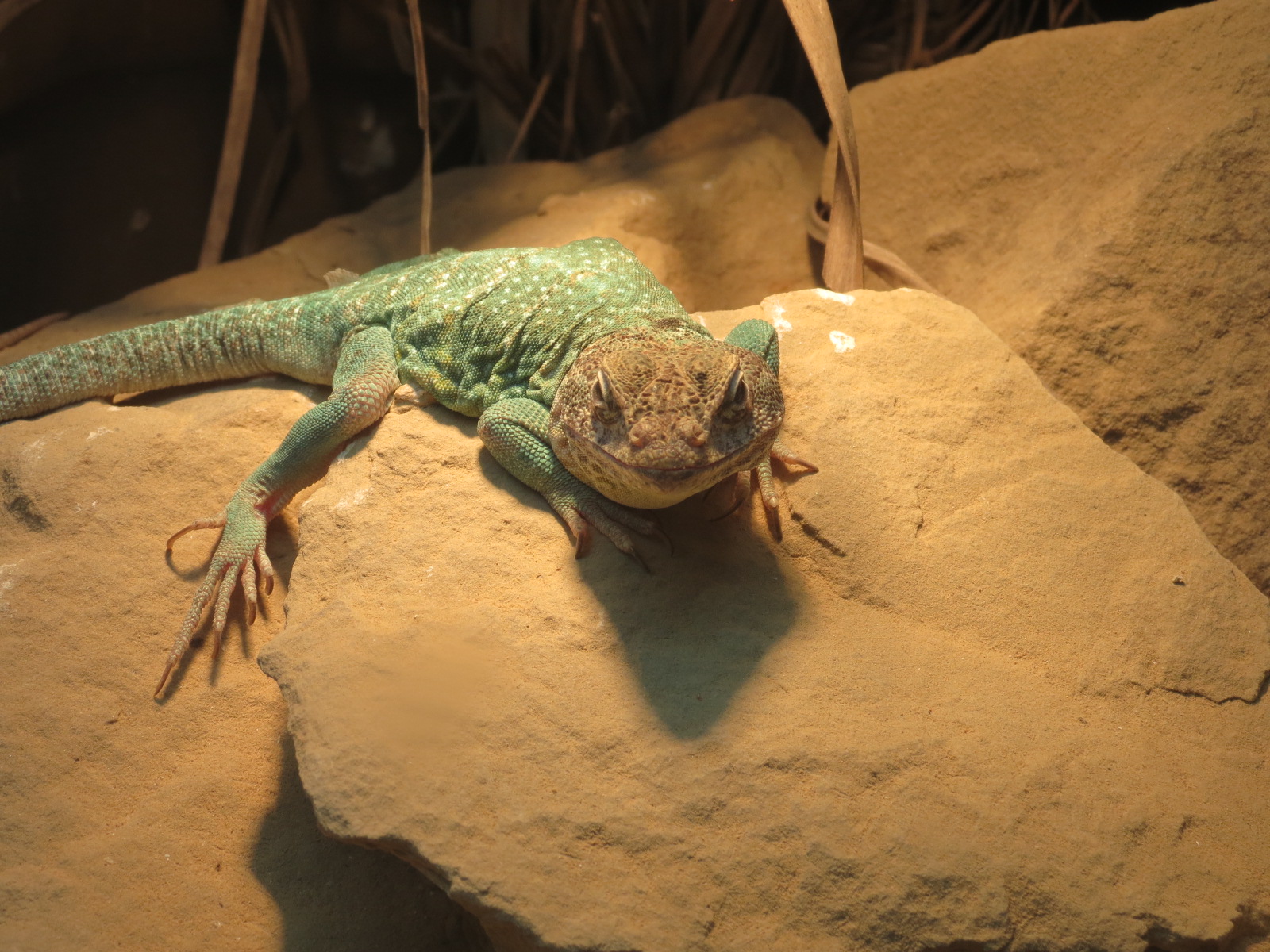 Reptiles and Amphibians - Collared Lizard