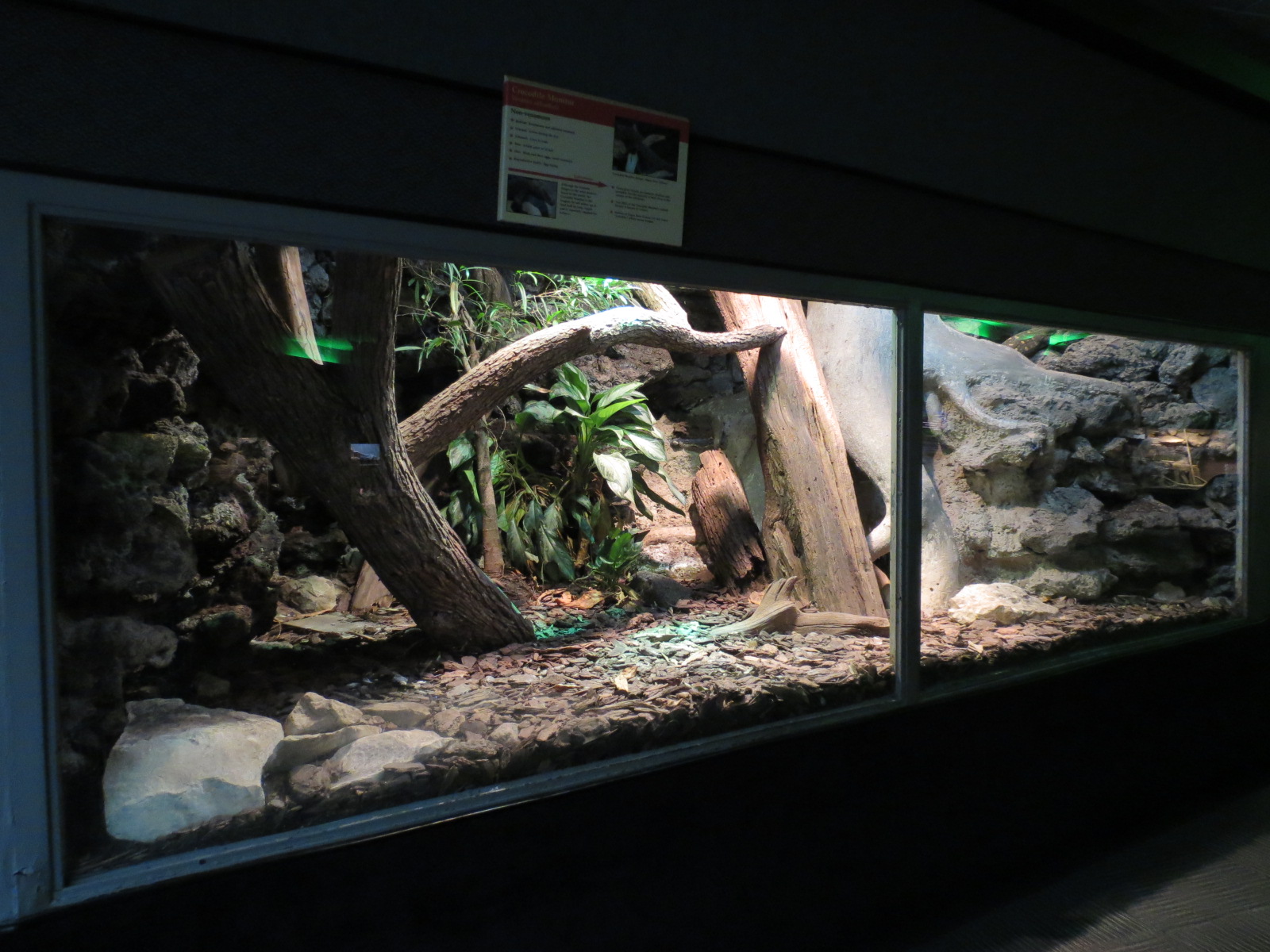 Reptiles and Amphibians - Crocodile Monitor Exhibit
