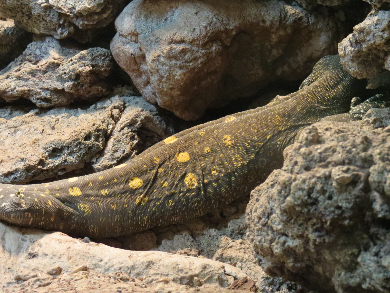 Reptiles and Amphibians - Crocodile Monitor