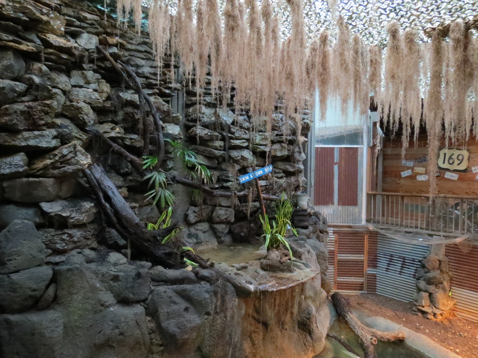 Reptiles and Amphibians - Ghosts of the Bayou - American Alligator Exhibit