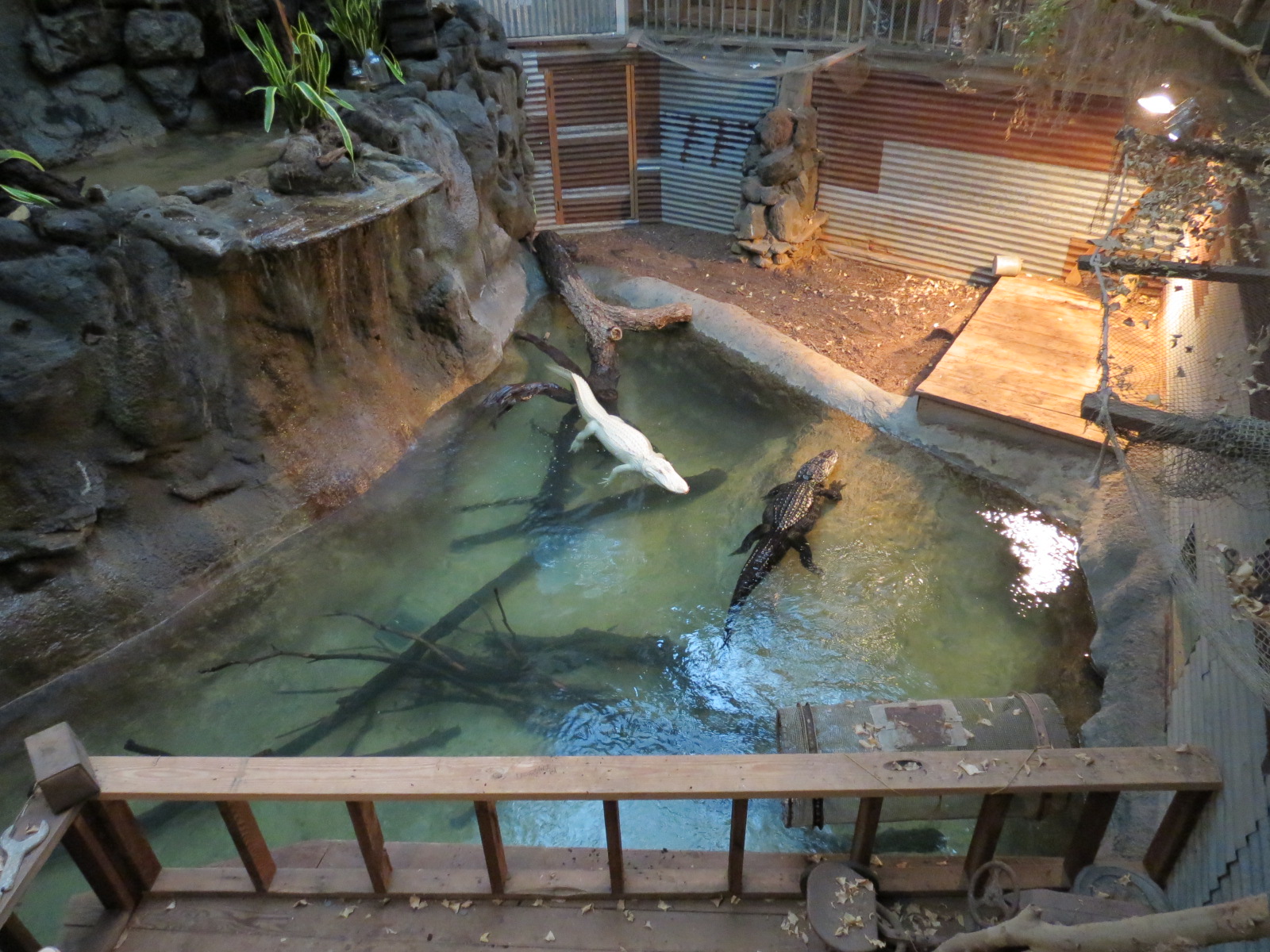 Reptiles and Amphibians - Ghosts of the Bayou - American Alligator Exhibit
