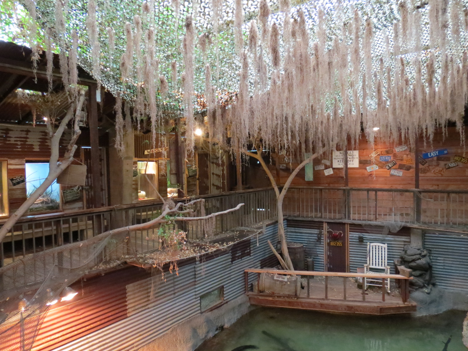 Reptiles and Amphibians - Ghosts of the Bayou - American Alligator Exhibit