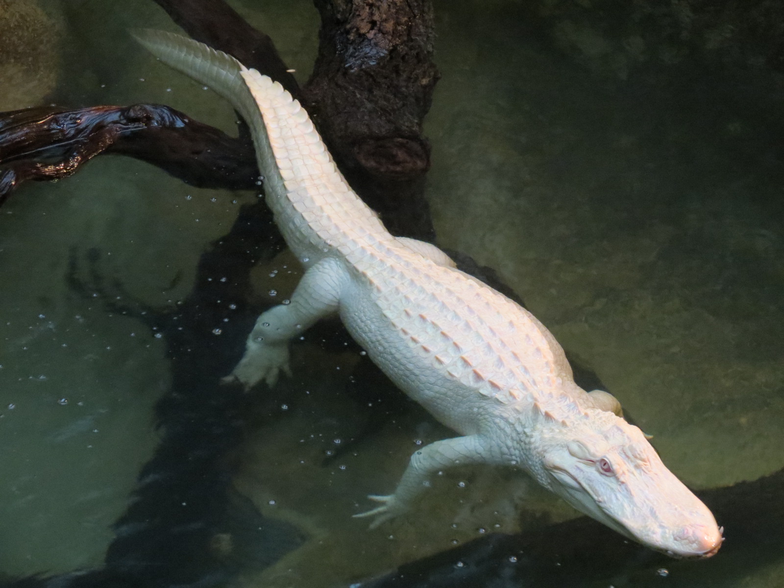 Reptiles and Amphibians - Ghosts of the Bayou - American Alligator