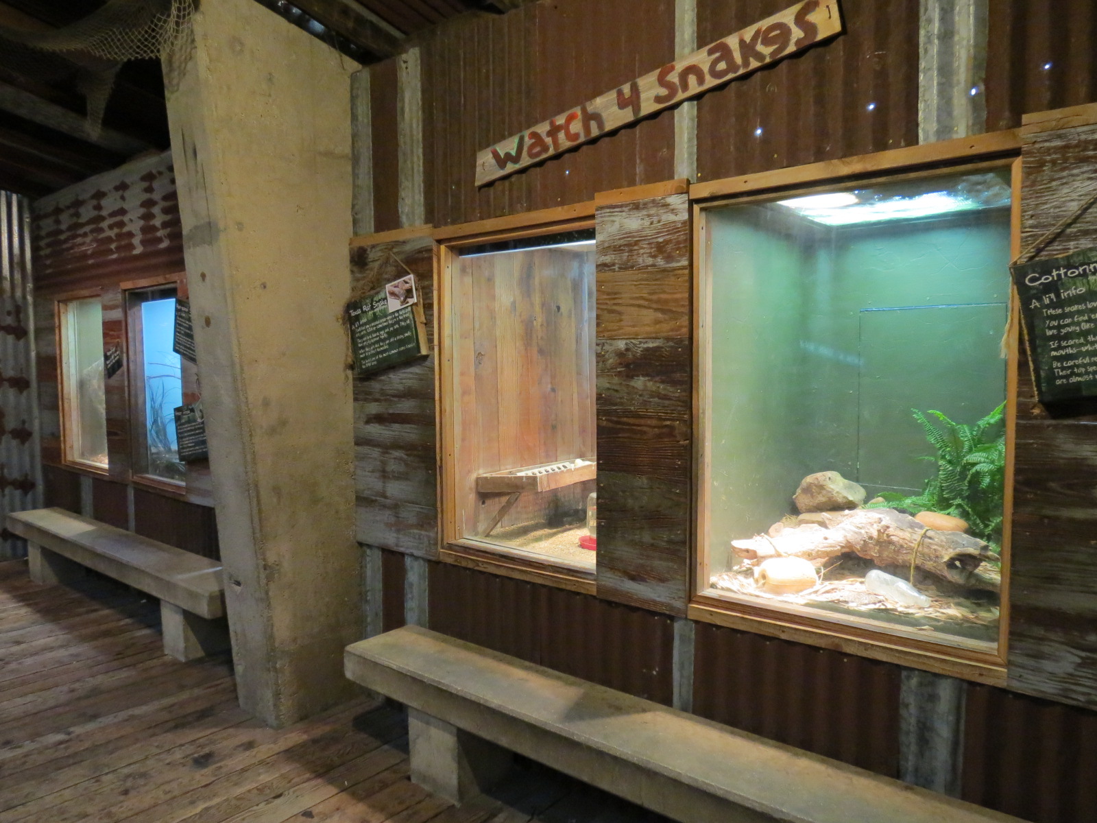 Reptiles and Amphibians - Ghosts of the Bayou - Snake and Lizard Exhibits