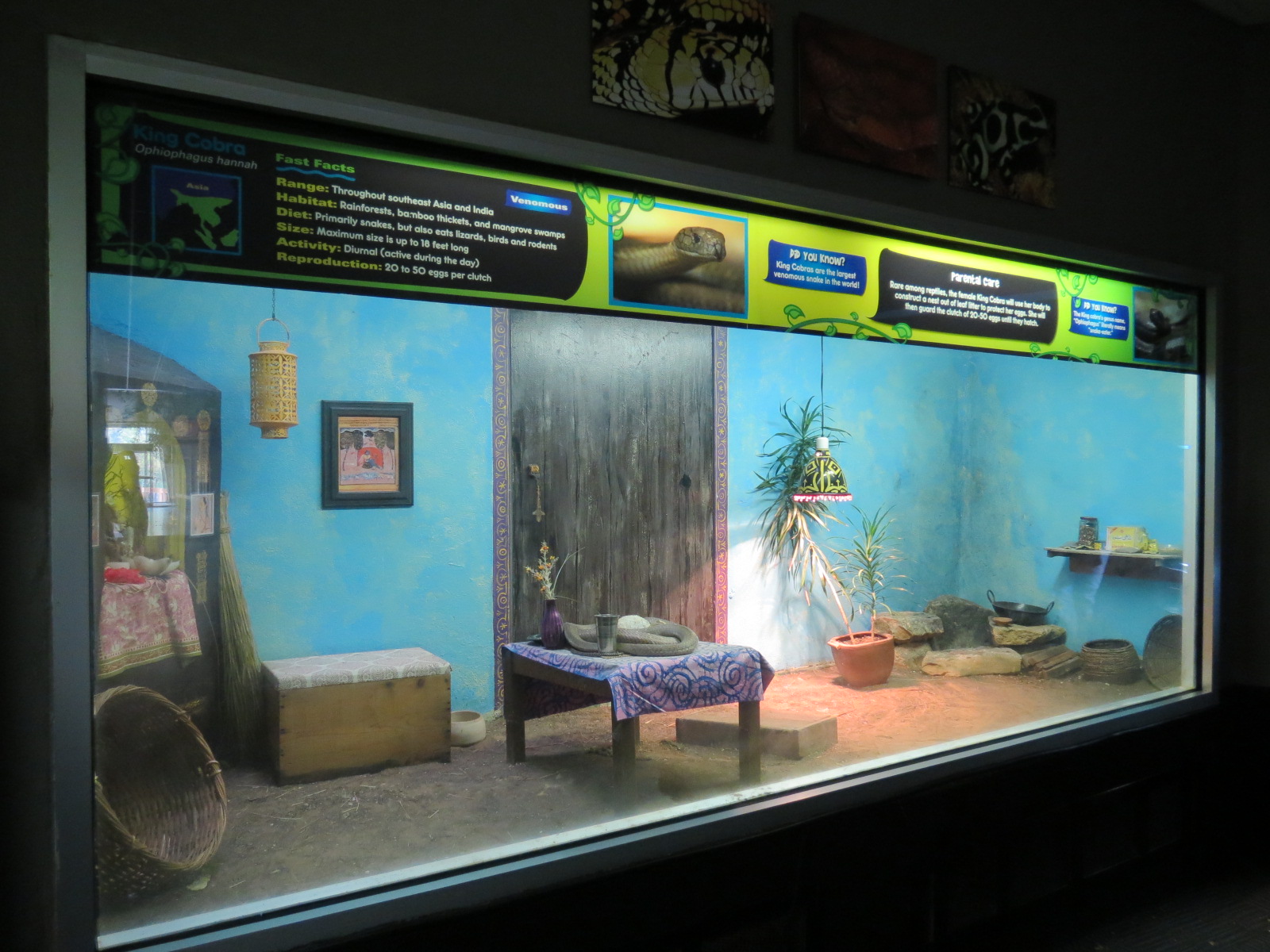 Reptiles and Amphibians - King Cobra Exhibit