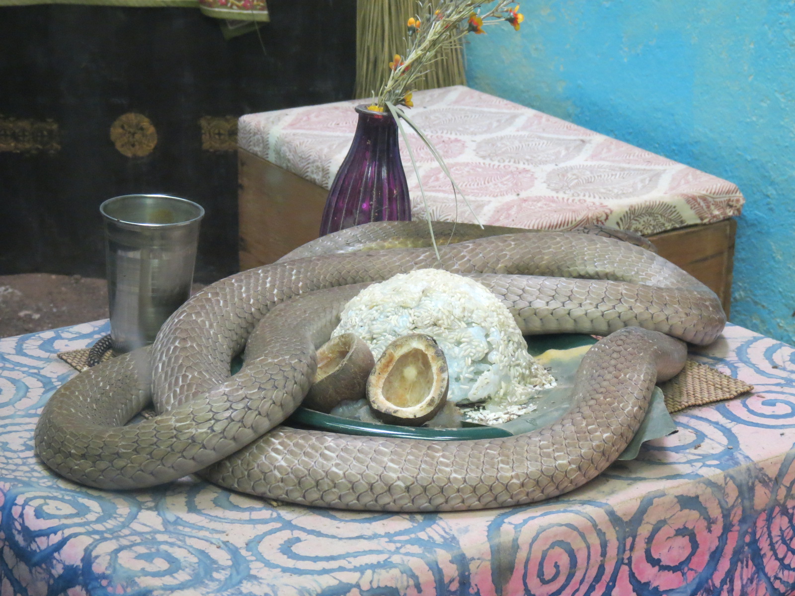 Reptiles and Amphibians - King Cobra