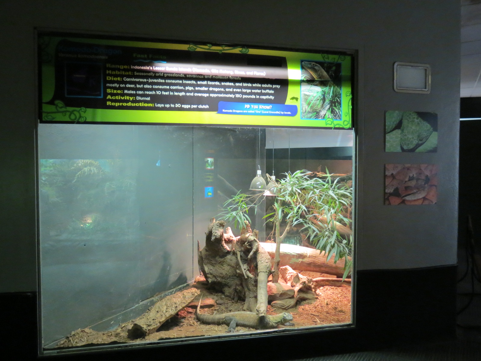 Reptiles and Amphibians - Komodo Dragon Exhibit