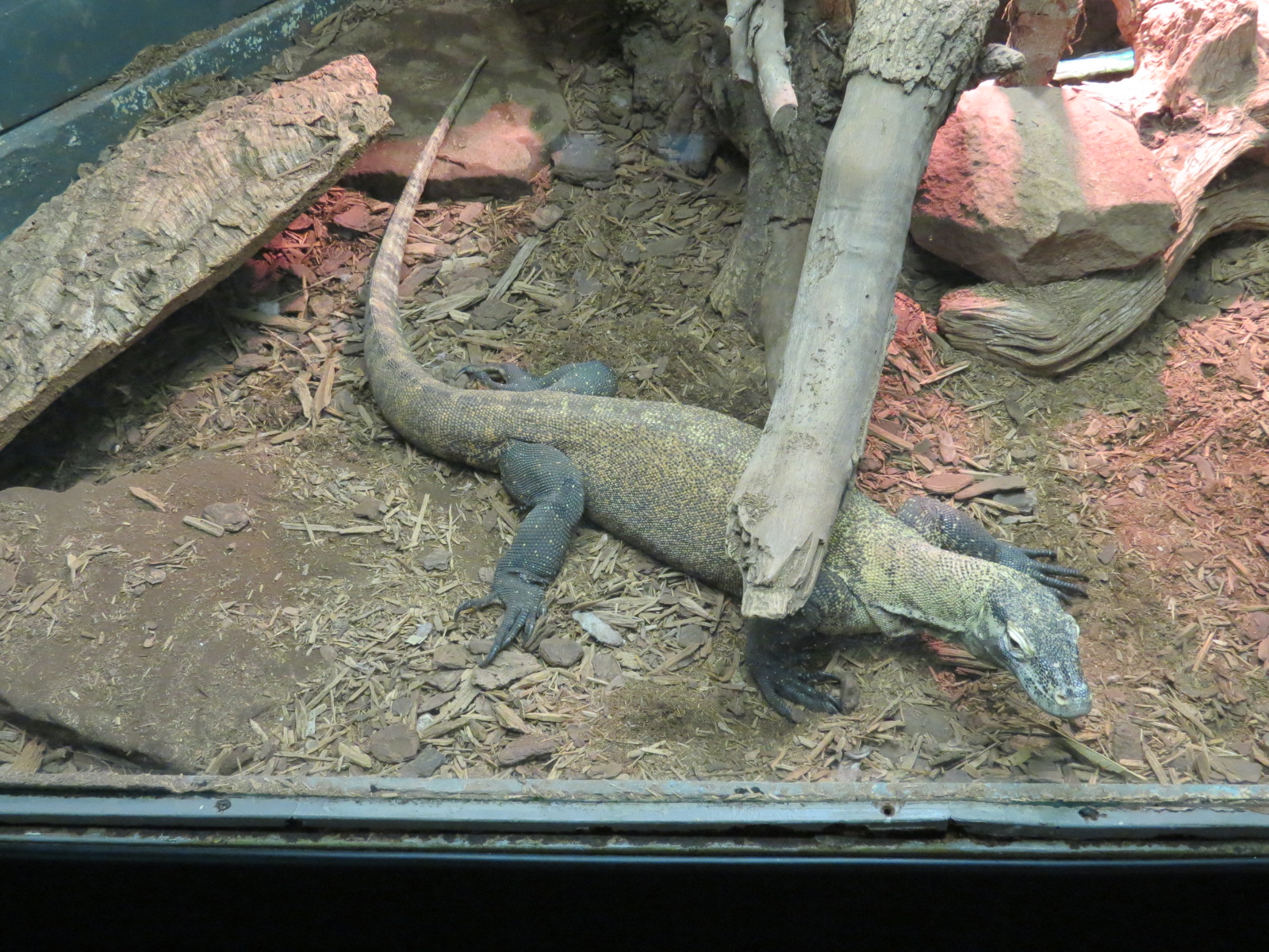 Reptiles and Amphibians - Komodo Dragon