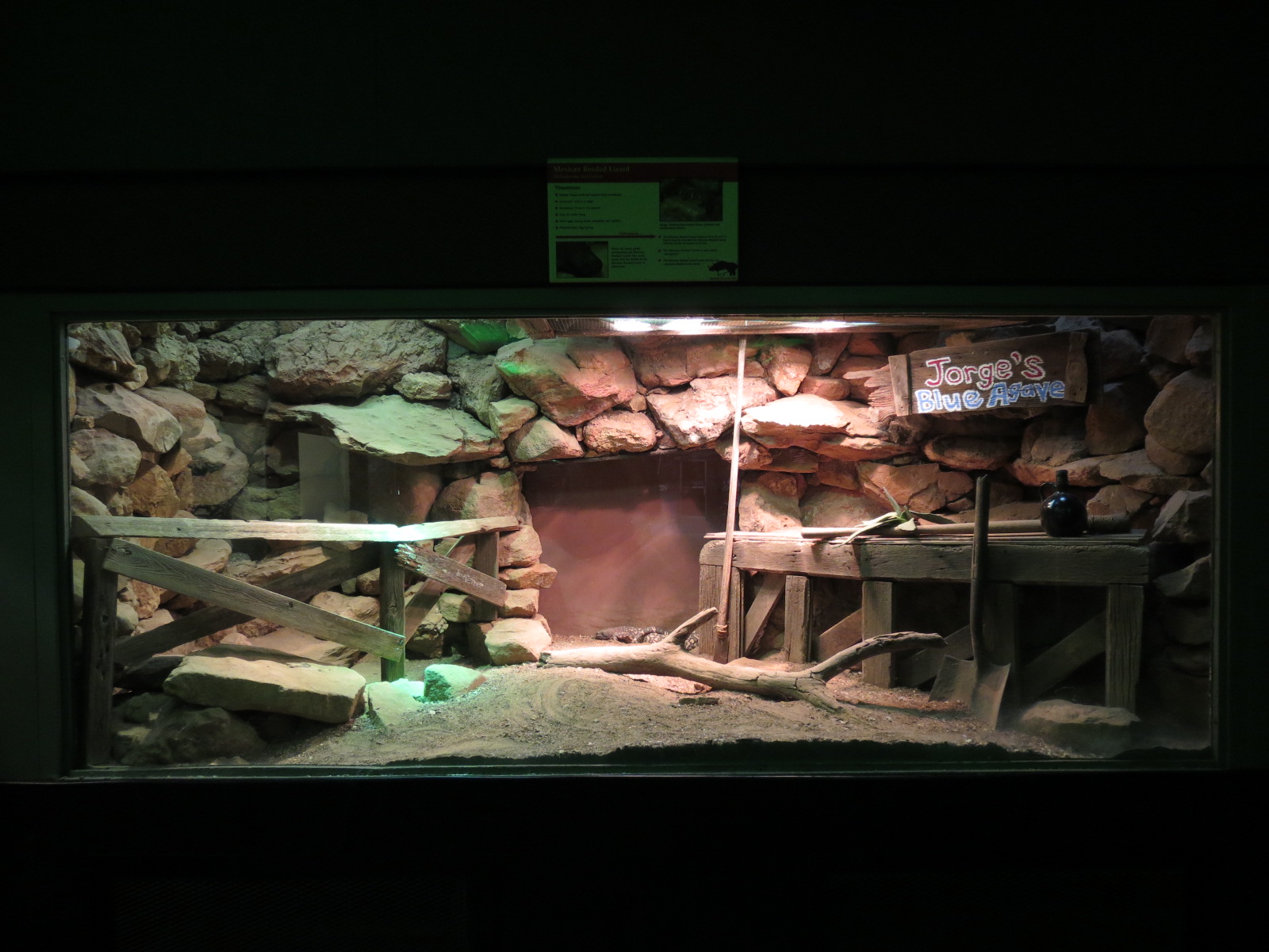 Reptiles and Amphibians - Mexican Beaded Lizard Exhibit