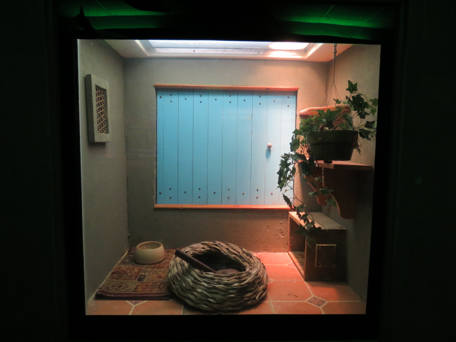 Reptiles and Amphibians - Moroccan Cobra Exhibit