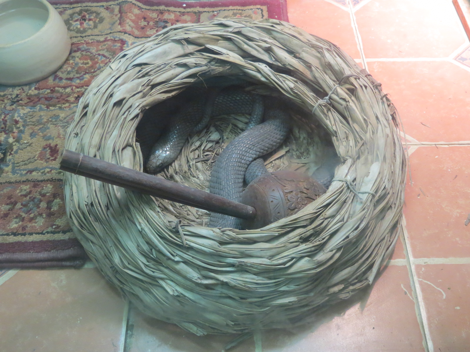 Reptiles and Amphibians - Moroccan Cobra